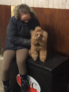 Hund / Behandling / Hest / Kiropraktor / Hestekiropraktor / Dyrekiropraktor / Camilla Viken / Lier