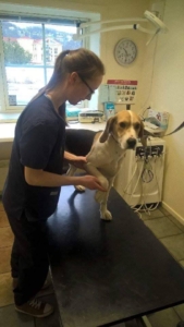 Hund / Behandling / Hest / Kiropraktor / Hestekiropraktor / Dyrekiropraktor / Camilla Viken / Lier