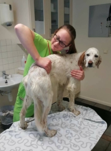 Behandling / Hund / Kiropraktor / Hestekiropraktor / Dyrekiropraktor / Camilla Viken / Lier