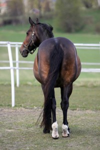 Hest / Kiropraktor / Hestekiropraktor / Dyrekiropraktor / Camilla Viken / Lier