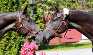 Hest / Kiropraktor / Hestekiropraktor / Dyrekiropraktor / Camilla Viken / Lier