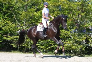 Hest / Kiropraktor / Hestekiropraktor / Dyrekiropraktor / Camilla Viken / Lier