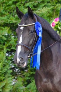 Hest / Kiropraktor / Hestekiropraktor / Dyrekiropraktor / Camilla Viken / Lier