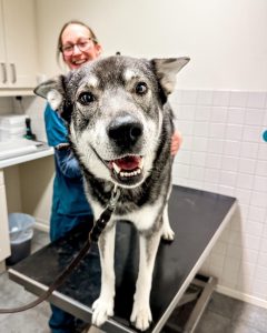Behandling hund / Hest / Kiropraktor / Hestekiropraktor / Dyrekiropraktor / Camilla Viken / Lier