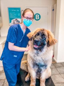 Hund / Valp / Hest / Kiropraktor / Hestekiropraktor / Dyrekiropraktor / Camilla Viken / Lier