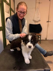 Hund / Valp / Hest / Kiropraktor / Hestekiropraktor / Dyrekiropraktor / Camilla Viken / Lier