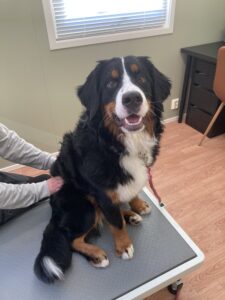 Behandling / Hund / Kiropraktor / Hestekiropraktor / Dyrekiropraktor / Camilla Viken / Lier