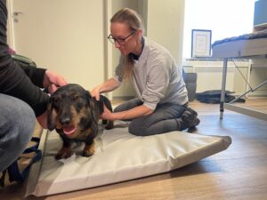 Behandling / Hund / Kiropraktor / Hestekiropraktor / Dyrekiropraktor / Camilla Viken / Lier