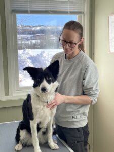 Behandling / Hund / Kiropraktor / Hestekiropraktor / Dyrekiropraktor / Camilla Viken / Lier