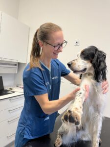 Behandling / Hund / Kiropraktor / Hestekiropraktor / Dyrekiropraktor / Camilla Viken / Lier