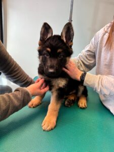 Behandling / Hund / Kiropraktor / Hestekiropraktor / Dyrekiropraktor / Camilla Viken / Lier