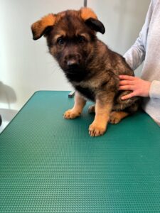 Behandling / Hund / Kiropraktor / Hestekiropraktor / Dyrekiropraktor / Camilla Viken / Lier