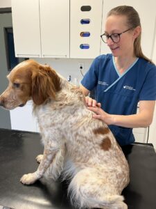 Behandling / Hund / Kiropraktor / Hestekiropraktor / Dyrekiropraktor / Camilla Viken / Lier