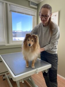 Behandling / Hund / Kiropraktor / Hestekiropraktor / Dyrekiropraktor / Camilla Viken / Lier