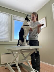 Behandling / Hund / Kiropraktor / Hestekiropraktor / Dyrekiropraktor / Camilla Viken / Lier