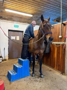 Behandling / Hest / Kiropraktor / Hestekiropraktor / Dyrekiropraktor / Camilla Viken / Lier
