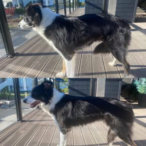 Karperygg hund / økt kyfose hund / dyrekiropraktor / hundekiropraktor / Camilla Viken
