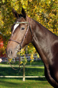 Hest / Kiropraktor / Hestekiropraktor / Dyrekiropraktor / Camilla Viken / Lier