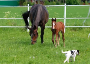 Hest / Føll / Avlshoppe / Hund / Kiropraktor / Hestekiropraktor / Dyrekiropraktor / Camilla Viken / Lier