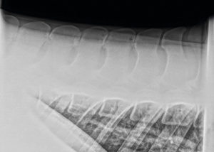 Kissing Spine / Virvler / Hest / Kiropraktor / Hestekiropraktor / Dyrekiropraktor / Camilla Viken / Lier
